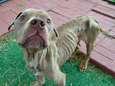 Uitgemergelde hond die werd achtergelaten in kooi om te sterven, ondergaat geweldige transformatie