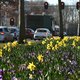 Narcissen zijn meer dan ‘gele schreeuwlelijkerds’