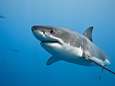 Man botst tijdens het zwemmen per ongeluk tegen haai: “Ik bleef hem slaan tot hij me losliet”