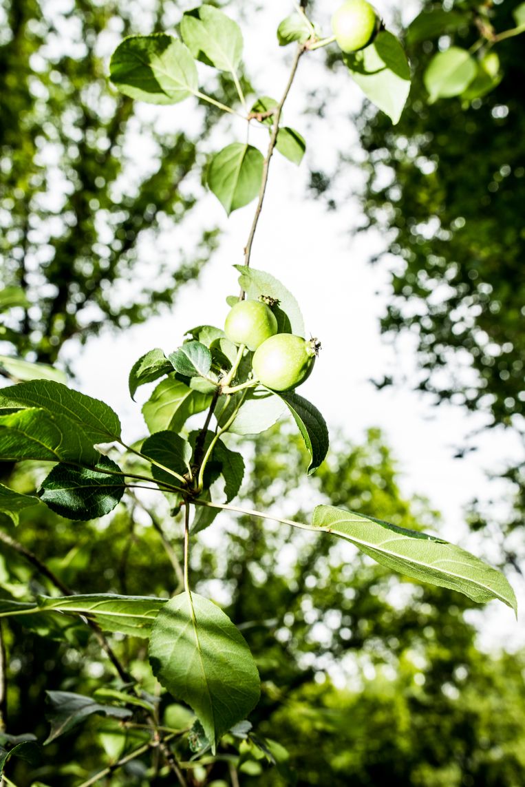  De kleine appels van de zeer zeldzame wilde appel. Beeld Jan Mulders