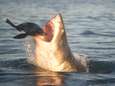Hoe de witte haai als grootste roofvis ter wereld tóch de prooi wordt van de orka
