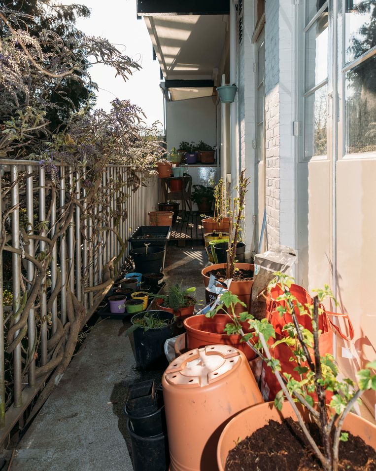 rotatie huilen Luxe De eerste plant bloeit op het balkon: het bijenseizoen is begonnen