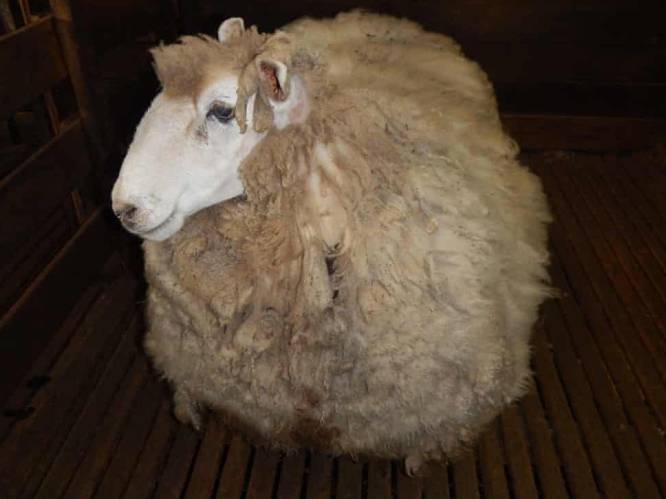 Australisch schaap ontsnapt minstens vier jaar aan scheerbeurt, maar is nu toch verlost van 20 kg wol