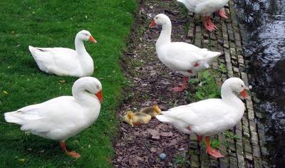 Automobilist rijdt 'doelbewust' 19 gansjes dood in Marken