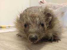 ‘Dier van het jaar’ egel Five is ingeslapen: ‘Dit was het beste voor haar’