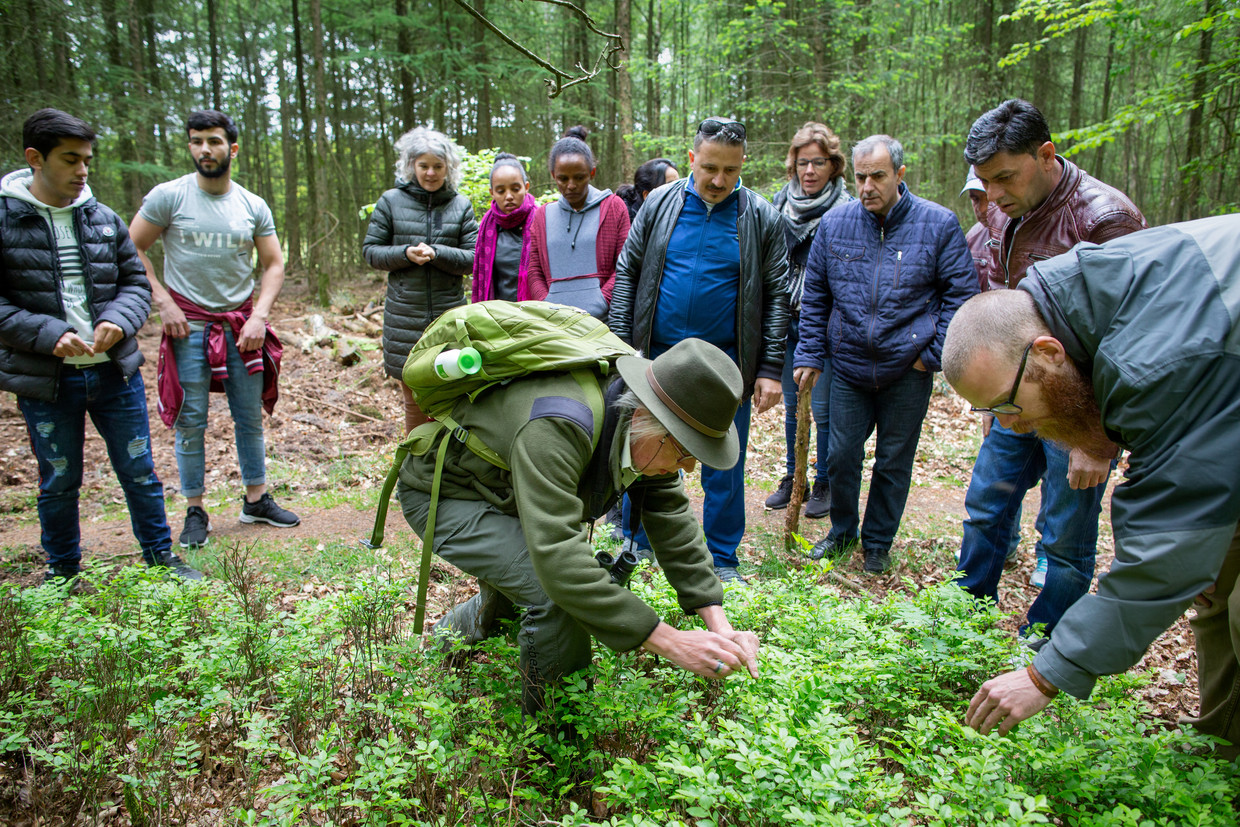 Inburgeraars zoeken met boswachter Monique Zondag in het Speulderbos naar bosbessen. Beeld Herman Engbers