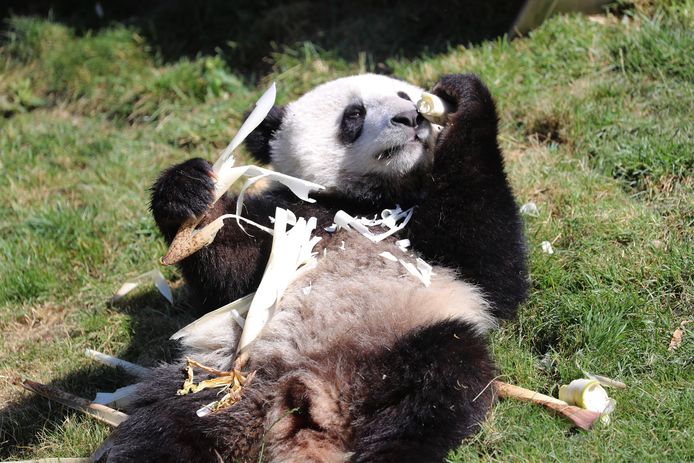 Panda Tian Bao in Pairi Daiza.