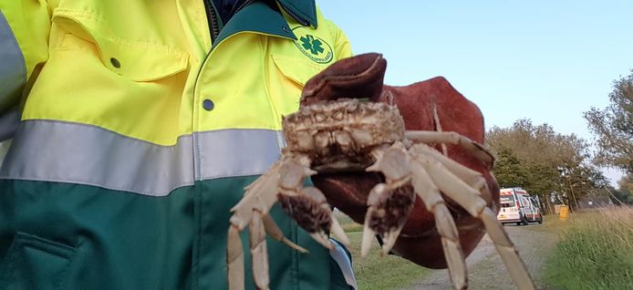 Op de Melkmarkt in Zwolle scharrelde zaterdagavond een krab rond. De Dierenambulance haalde het beest op. Op advies van een dierentuin is de krab uitgezet.