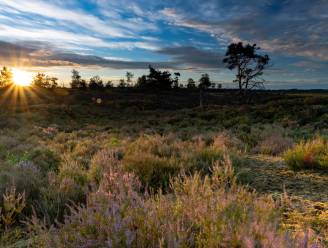 Kalmthoutse Heide wordt geen Nationaal Park, maar GroenRand geeft strijd nog niet gewonnen: “Laten we de minister vragen om derde soort park”