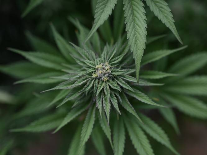 Cannabisdealer krijgt werkstraf: “Was enige kostwinner”