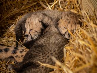 Voor het eerst twee jachtluipaardjongen geboren dankzij IVF