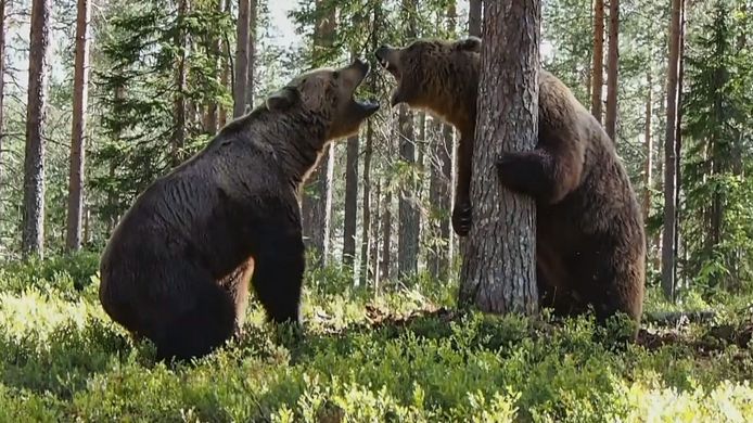 Une équipe de tournage est restée sans voix lorsque deux ours ont commencé un combat féroce.
