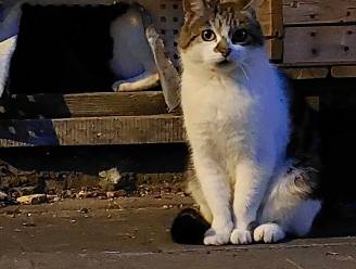 Gemeente gaat weer zwerfkatten vangen: doe huiskat halsbandje om of hou ze binnen