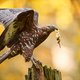 Beschermde roofvogel verhindert bouw windmolens op en bij de Veluwe