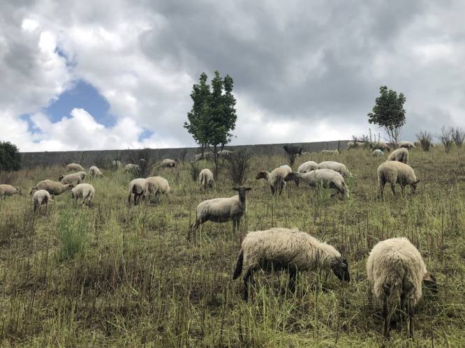 Brussels Airport zet 100 nieuwe ‘werknemers’ in: kudde schapen vervangt grasmaaier