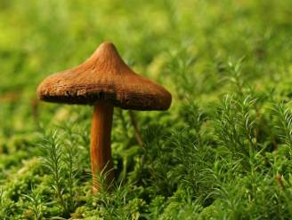 Herfst in het land: ideaal om paddenstoelen te zoeken in bos