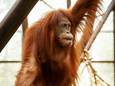 In ZOO Planckendael is orang-oetan Kila overleden.