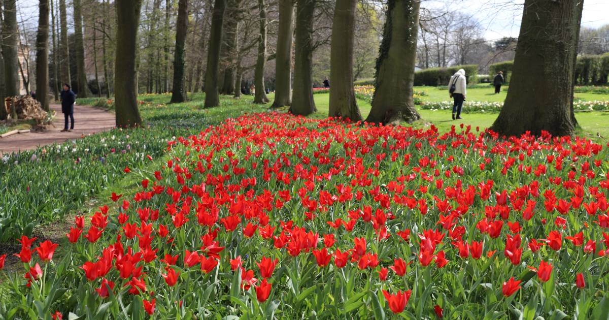 Une promenade magique parmi les tulipes: l’expo florale Floralia fait son grand retour