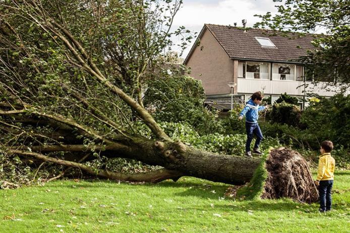 Omgevallen boom door storm in Lelystad, met daarbij spelende kinderen.