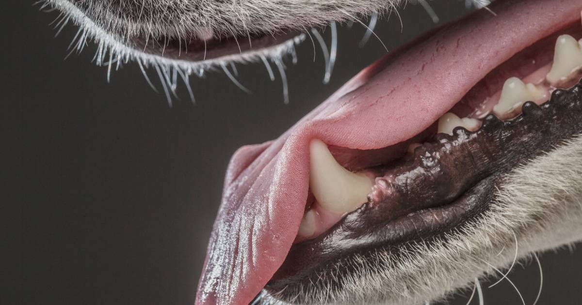 Man zit net in tuin als hond van buren begint te blaffen en schiet dier neer ‘Schaam mij diep