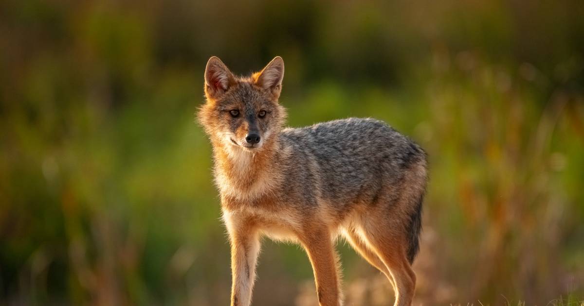 Rare golden jackal feels at home on the Frisian mudflats