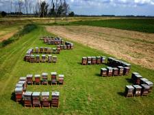 Provincie maakt korte metten met honderden bijenkasten en voortwoekerende reuzenbalsemien