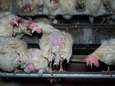 Animal Rights filmt ‘horrorkippenschuur’ in Oirschot: ‘Het gaat ze niet om de dieren’