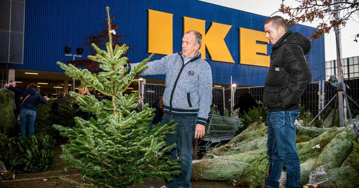 Onderzoek Smaak Miljard Ikea stopt met kerstbomenactie voor 1 euro: 'Geen verantwoorde keuze meer'  | Zwolle | destentor.nl