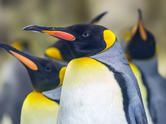 In Canada is het zo koud dat sommige pinguïns uit de dierentuin binnen moeten blijven