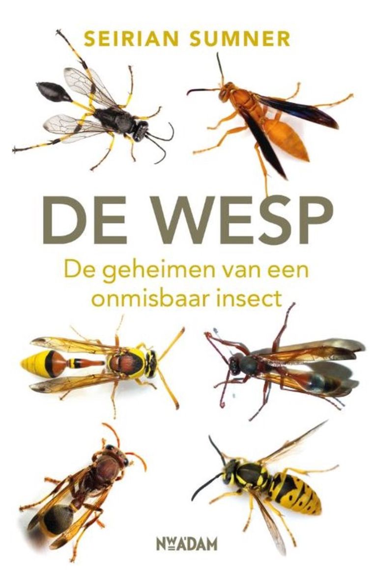 De wesp van Seirian Sumner.  Beeld 