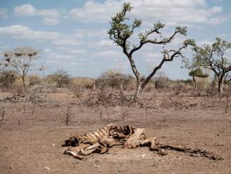 Onderzoek: bodem in de Hoorn van Afrika historisch droog door opwarming van de aarde