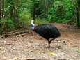 Aboriginals krijgen Daintree-regenwoud terug van Australische overheid