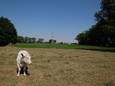 Archiefbeeld. Droogte in zomer 2022.