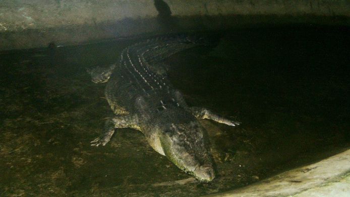 vidéo du crocodile de Lolong 2023
