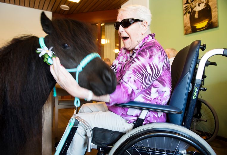 Een paardje komt aan bij woonzorg- en revalidatiecentrum PW Janssen. De sessies met het therapiepaardje laat dementerende ouderen in contact komen met de buitenwereld. Beeld ANP
