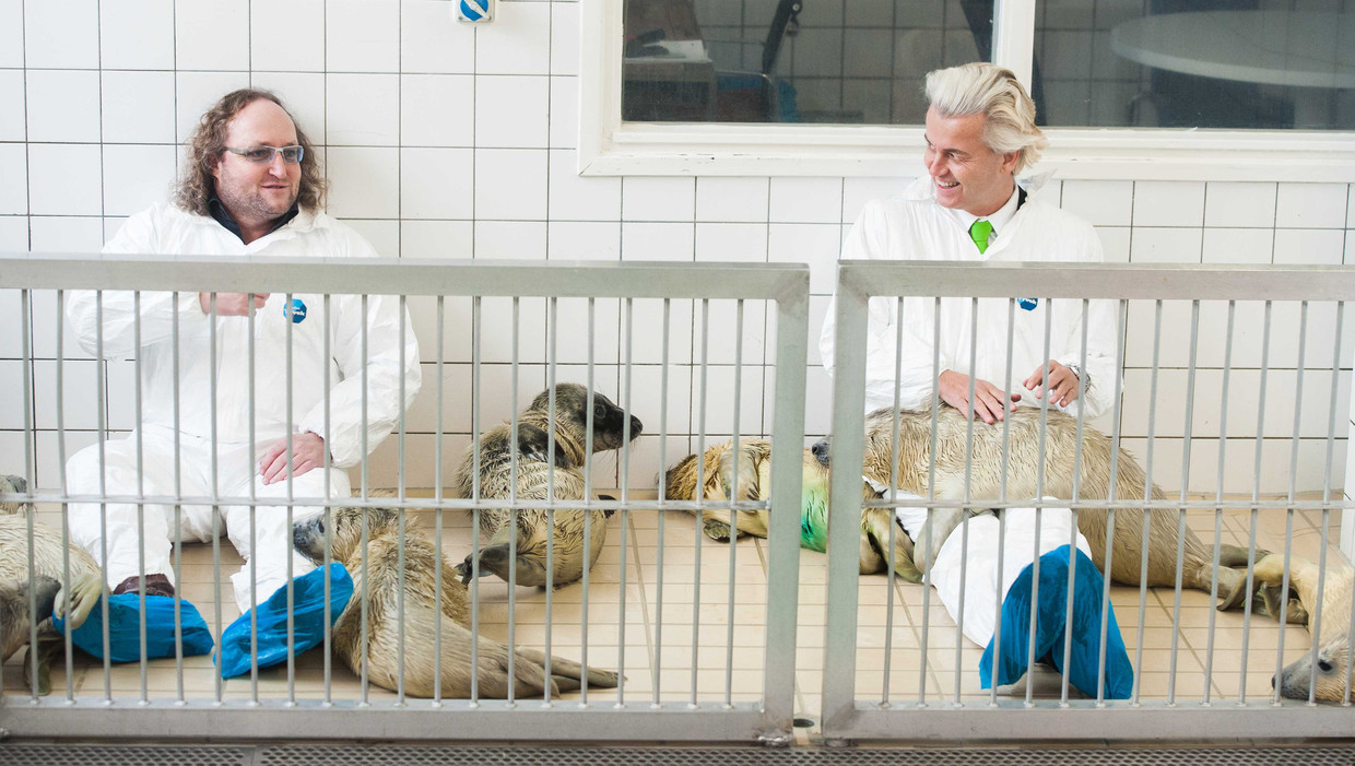 In december kwamen Dion Graus en Geert Wilders knuffelen met de zeehonden in Pieterburen. Beeld ANP