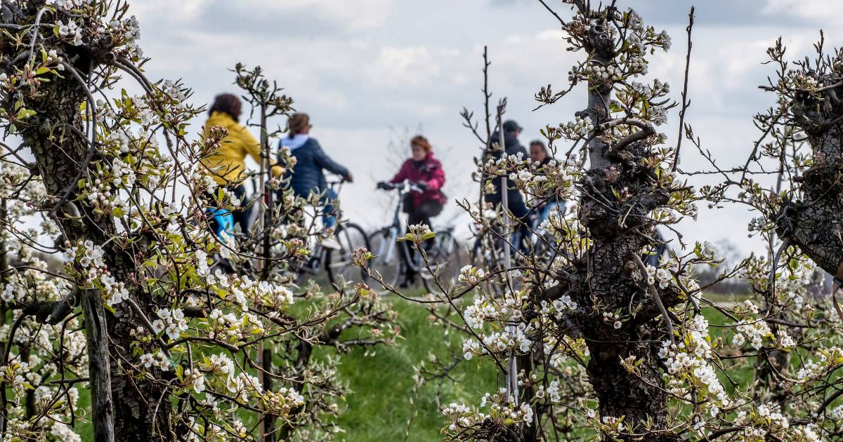 Geen Bloesemwandeltocht, maar wel genieten van de bloesem
