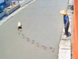 Ondeugend hondje wandelt nat beton op en laat arbeider verbijsterd achter