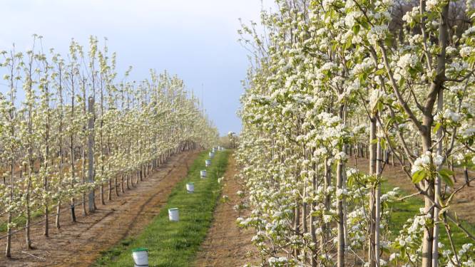 Van feeëriek verlichte boomgaarden tot huifkarrentochten: 7 keer genieten van bloesempracht in het Hageland 