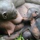 Primatoloog Frans de Waal verdiepte zich in gender bij mensapen: ‘Als een aap homoseksuele neigingen heeft, stoort dat de rest niet zo’