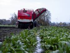 Regen hindert oogst van suikerbieten: ‘De grond is net een spons, er kan eigenlijk geen water meer bij’