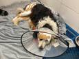 Bordercollie Spot werd gebeten door twee andere honden.