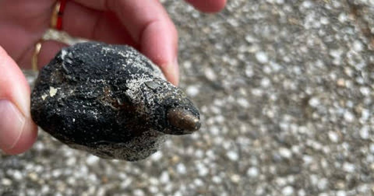 Berend (8) vindt kogel tussen de paalhoofden bij Domburg