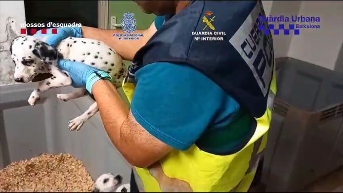 De Spaanse autoriteiten hebben vierhonderd dieren, waaronder veel honden, weten te redden uit een illegale handelsnetwerk.