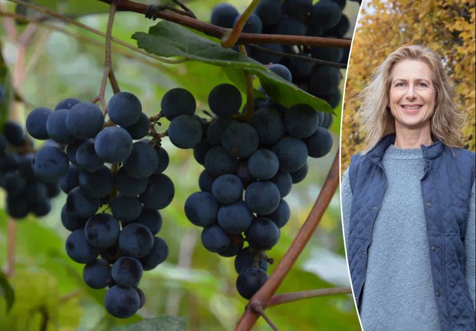 Tuinexperte Laurence Machiels legt uit waarop je moet letten als je binnenkort druiven uit eigen tuin wil smullen.