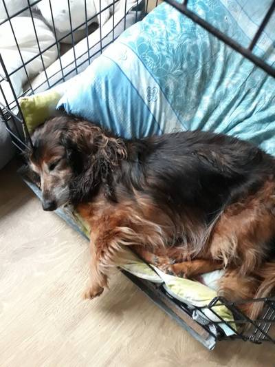 Stokoud hondje Tibo vermist langs de Waal, speurhonden ingezet