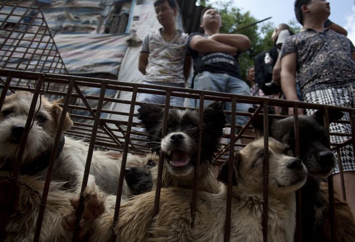 Eigenaren wachten op mensen die hun honden willen kopen op het hondenvleesfestival in 2015 in Yulin.