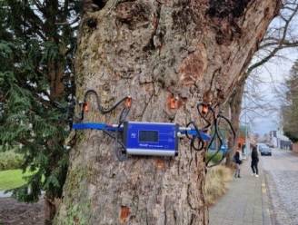 Oude kastanjeboom in parkje Bergstraat wordt geveld: “Moeten denken aan de veiligheid van de omgeving”