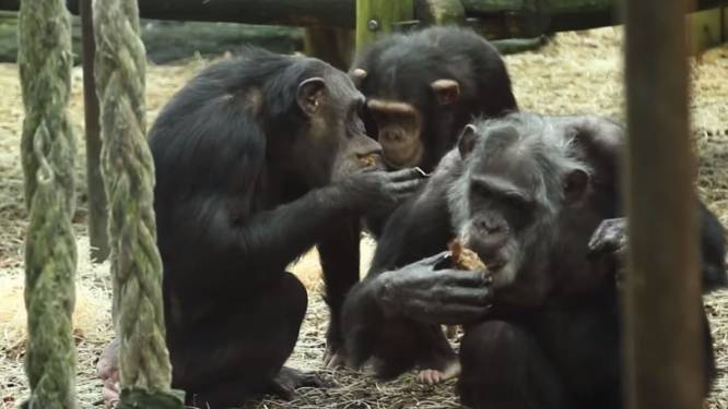 Dierenorganisaties boos op dierenpark: ‘Doodschieten Mike en Karibuna onnodig’