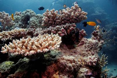 Van gelach tot gegrom: bizarre vissengeluiden tonen aan dat koraalrif weer hersteld is